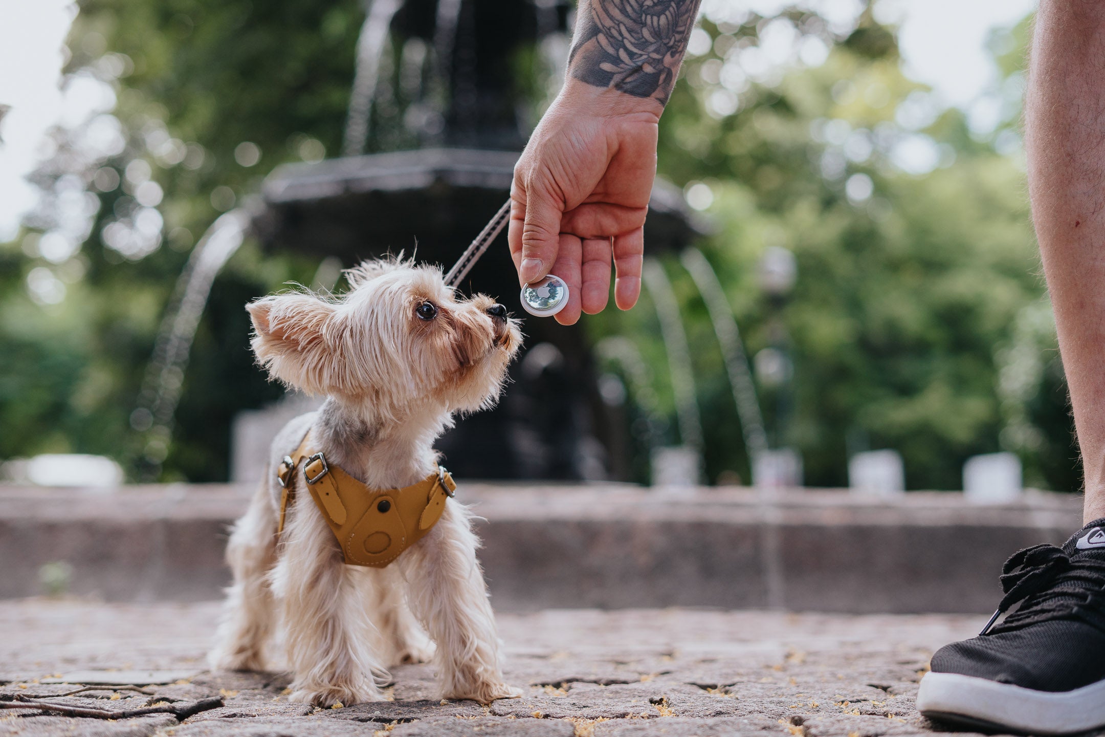 Dog Harness AIRTAG Bechiva