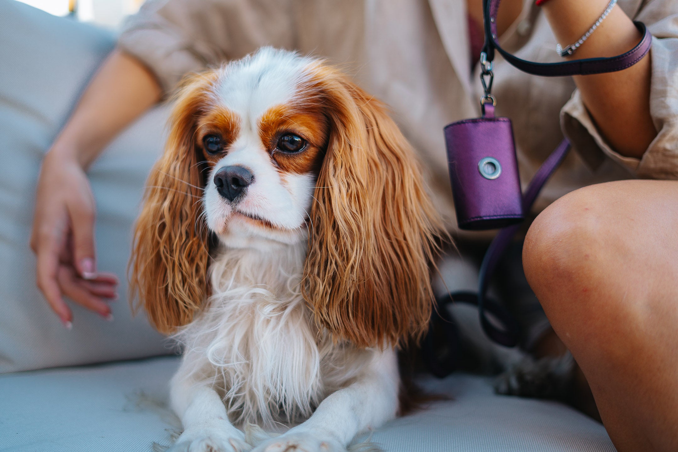 Dog Harness Tino Purple