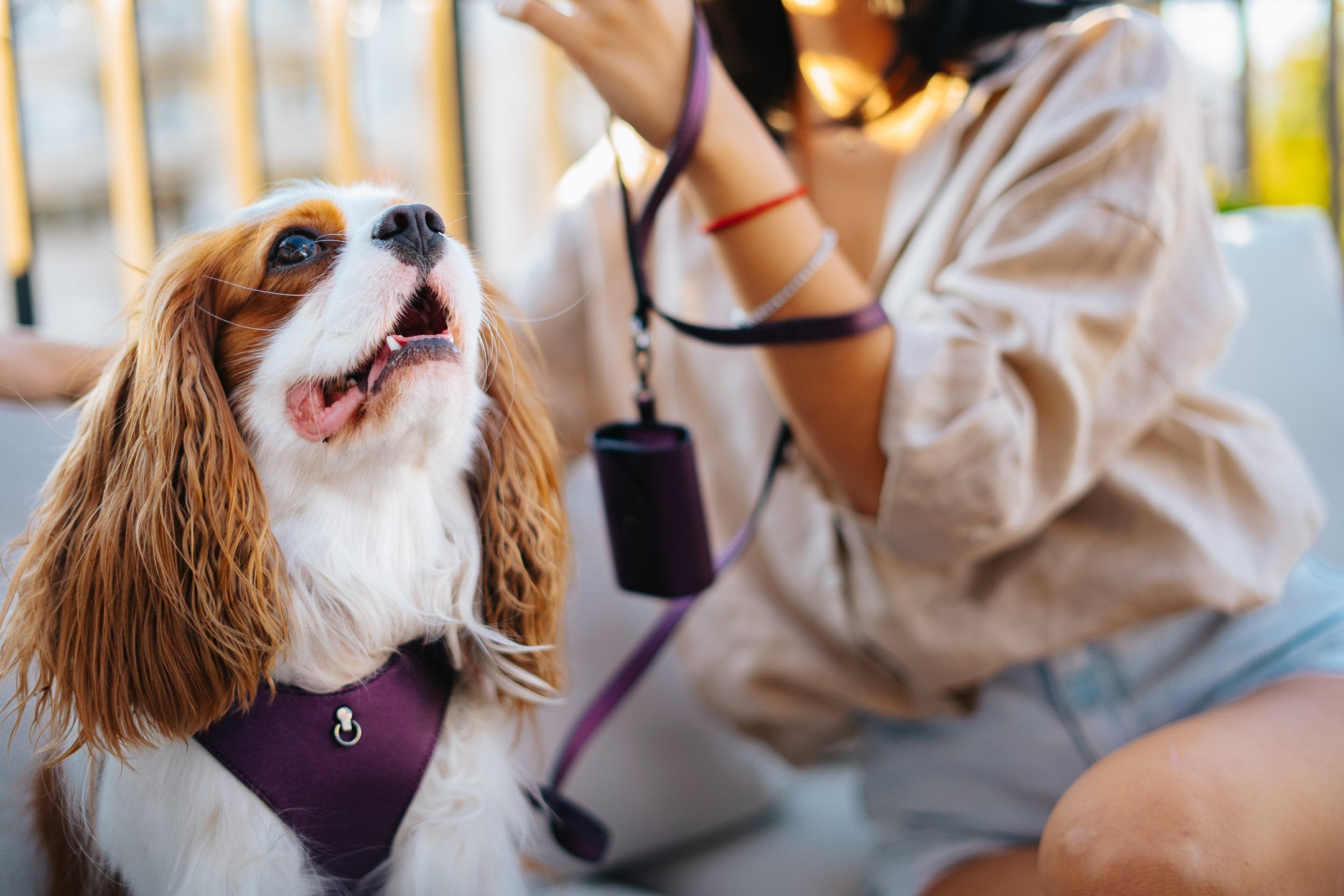 Leather Dog Collar Tino Purple