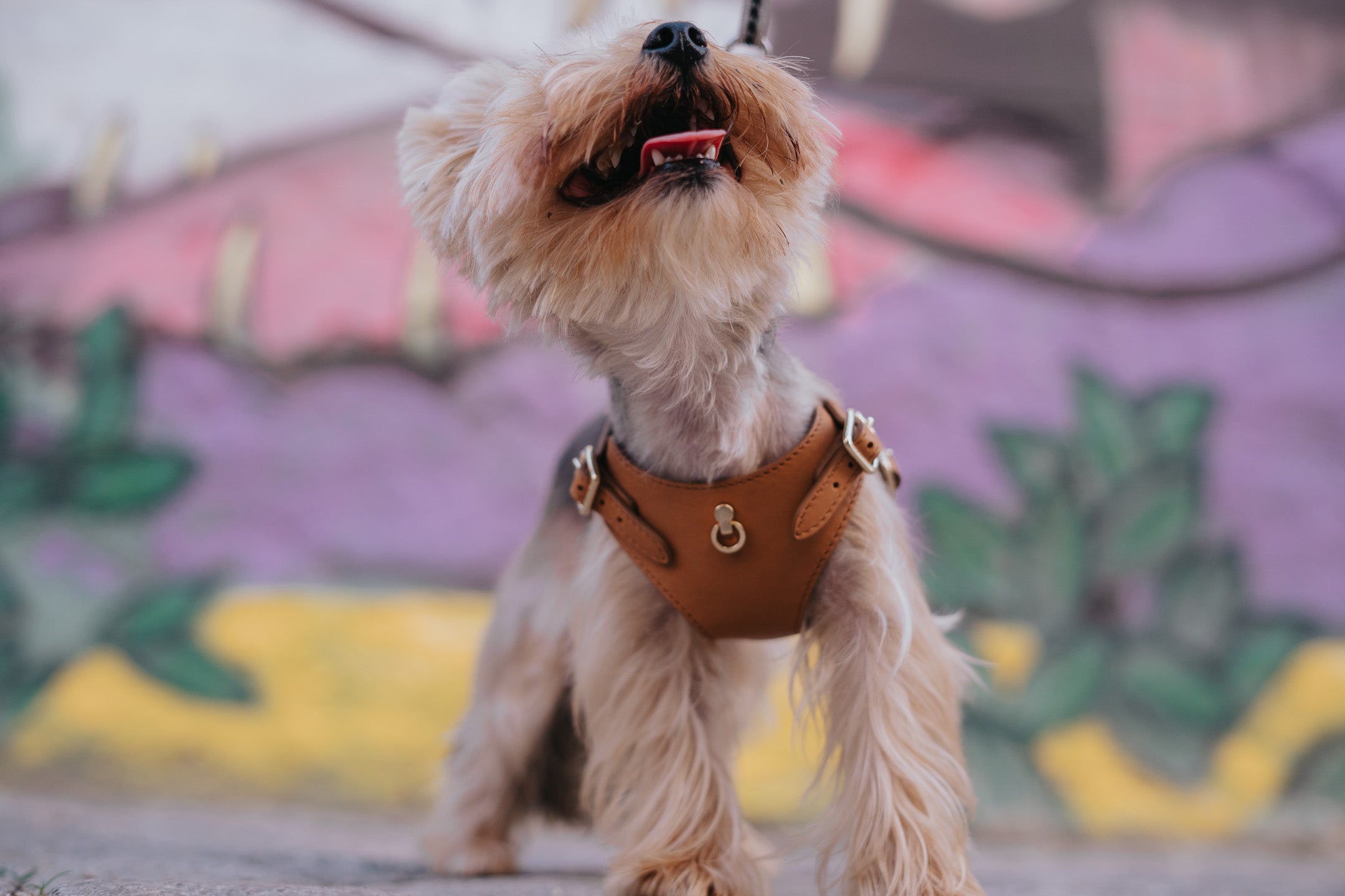 Leather Dog Leash Tino Cognac