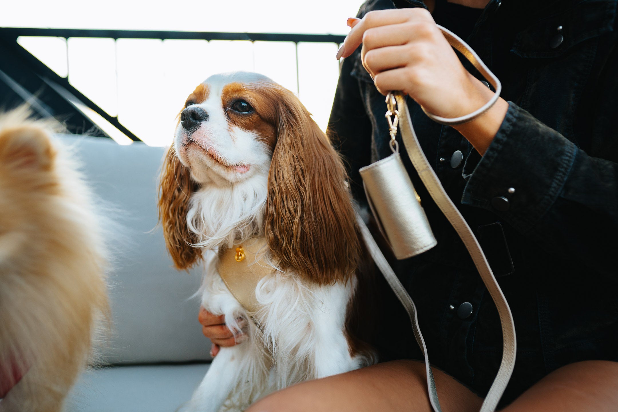 Leather Dog Collar Tino Light Gold