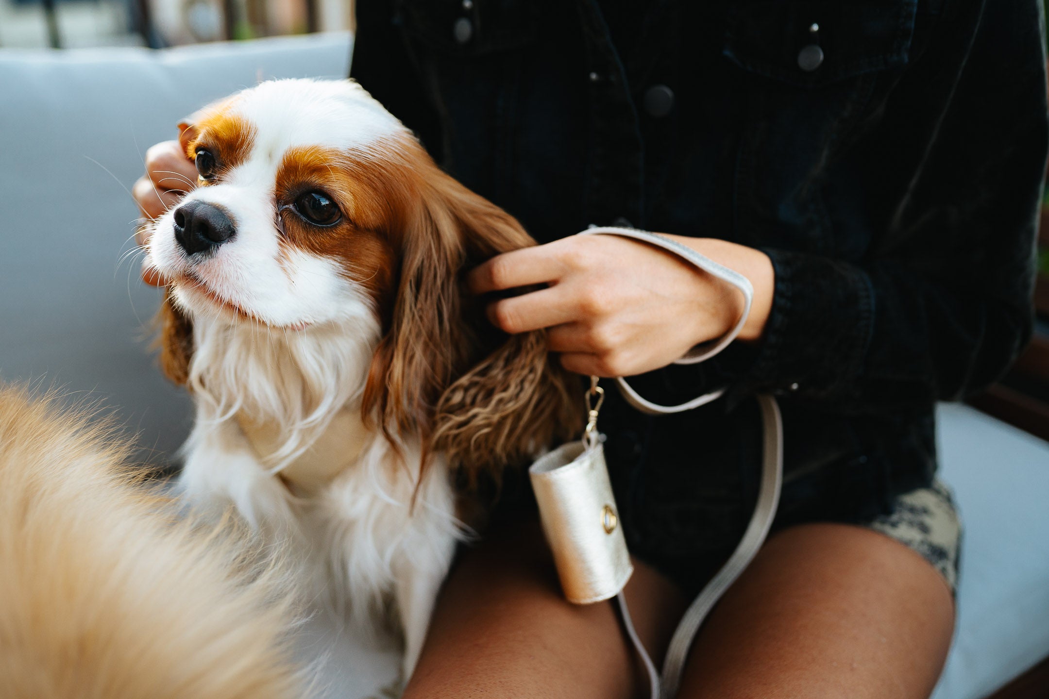 Leather Dog Collar Tino Light Gold