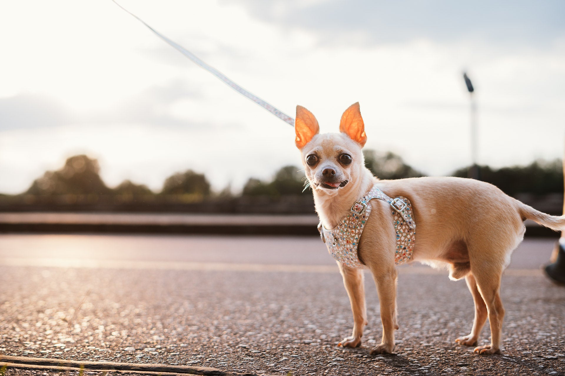 Leather Dog Collar Tino Cappuccino Flower