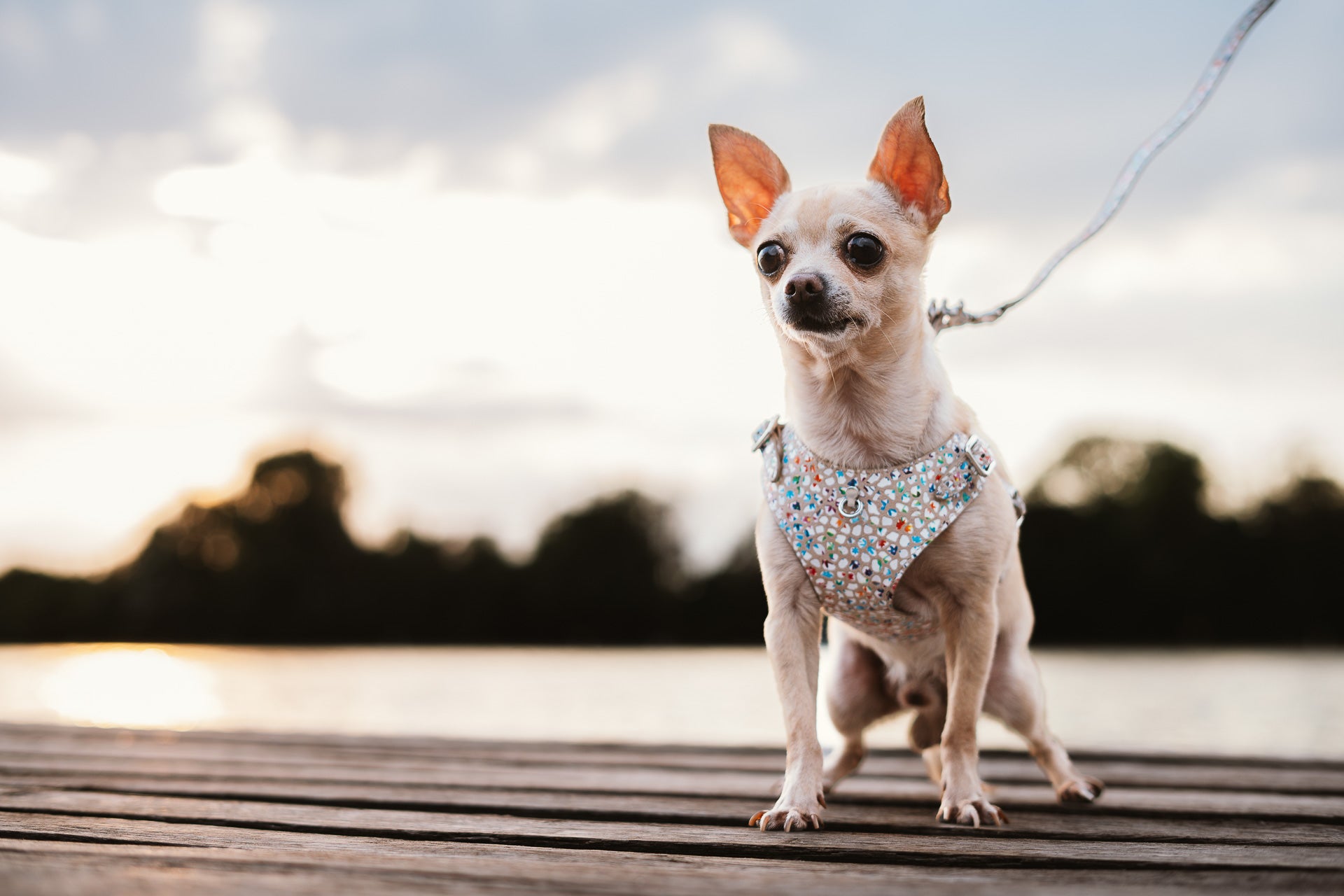 Dog Harness Tino Cappuccino Flower