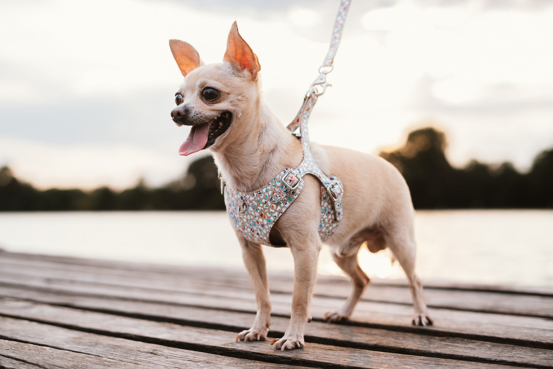 Leather Dog Leash Tino Cappuccino Flower