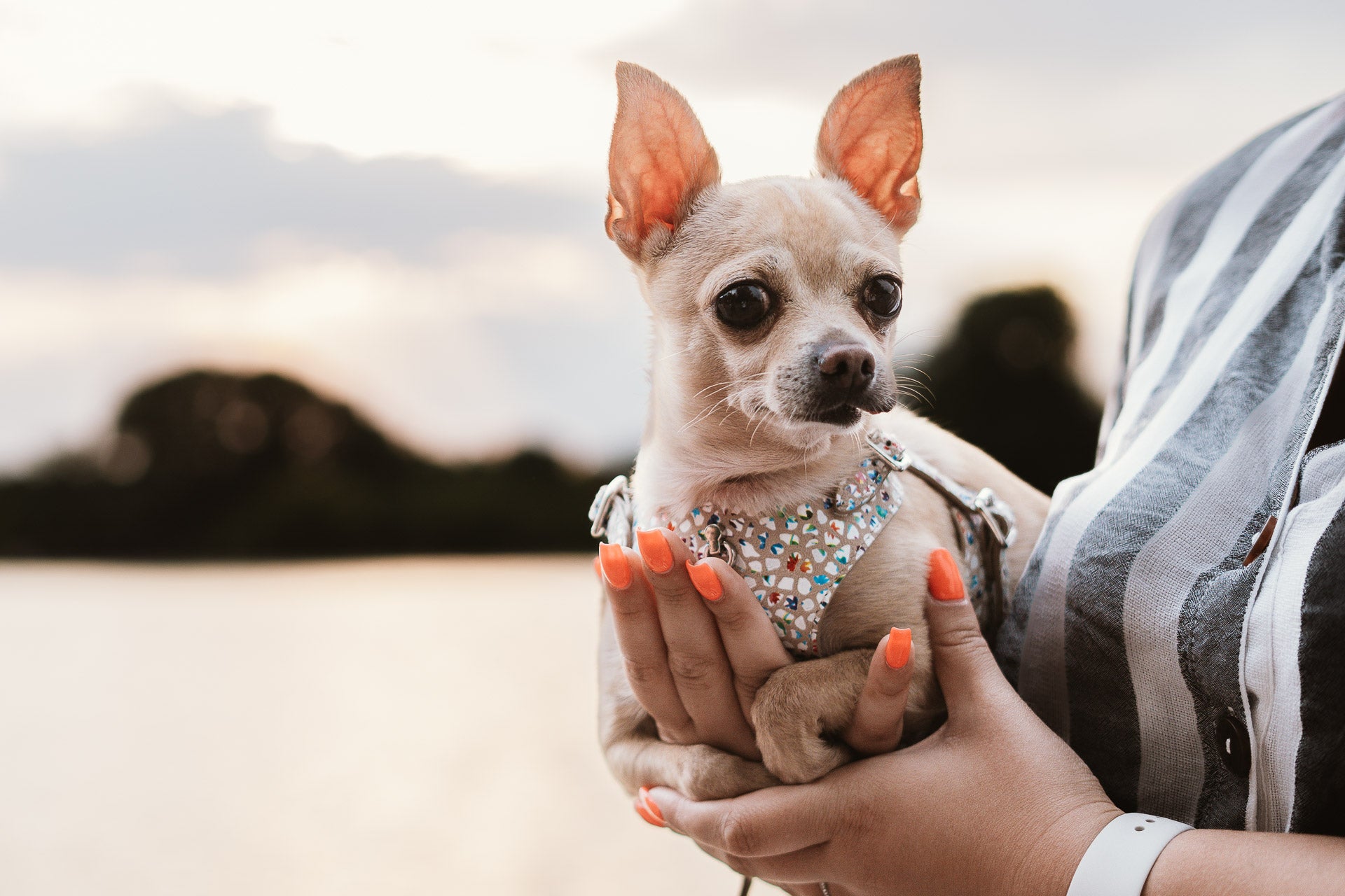 Dog Harness Tino Cappuccino Flower