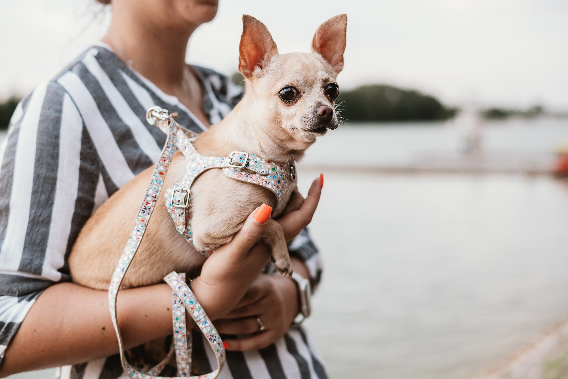 Leather Dog Leash Tino Cappuccino Flower