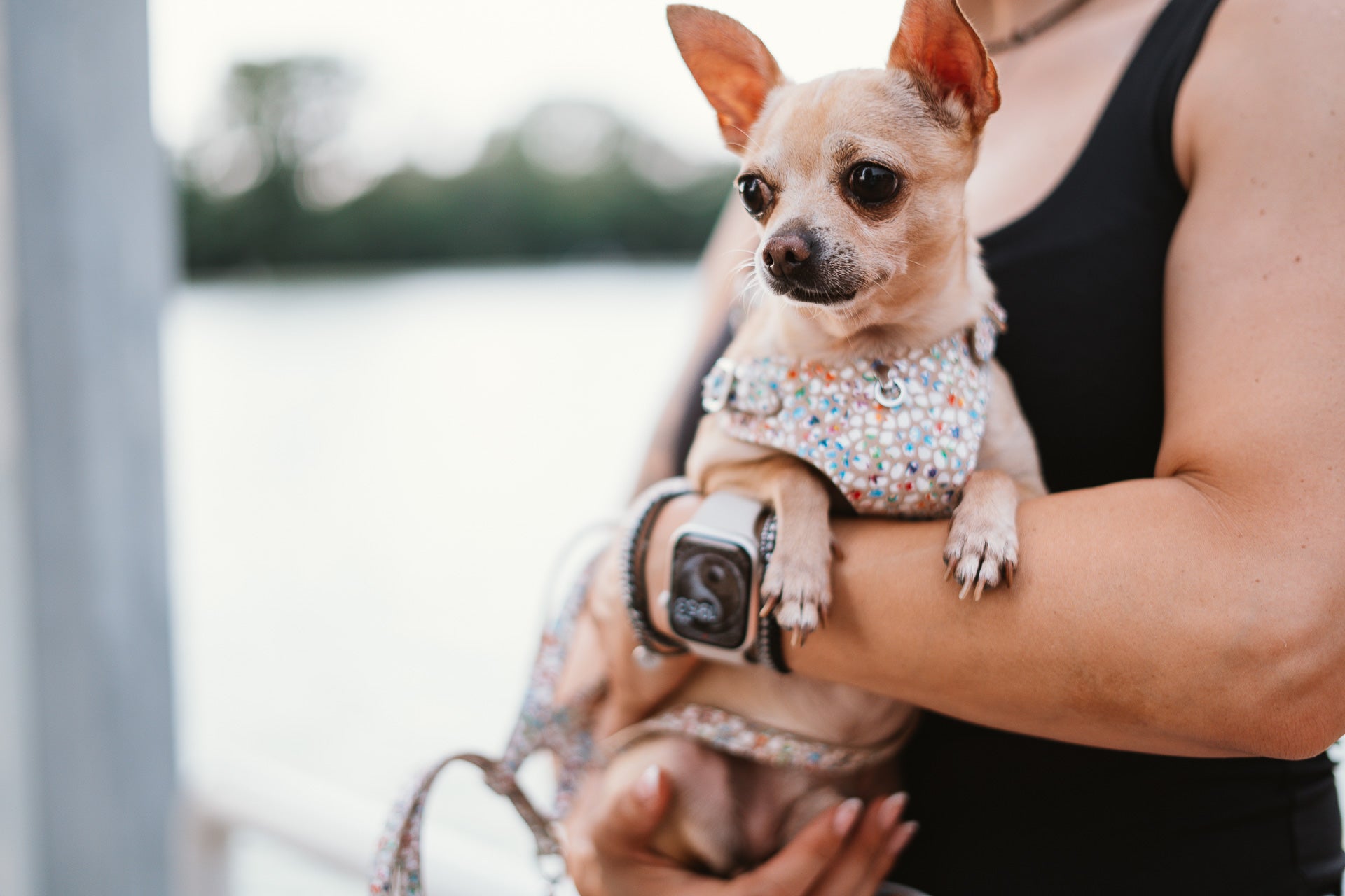 Leather Dog Collar Tino Cappuccino Flower