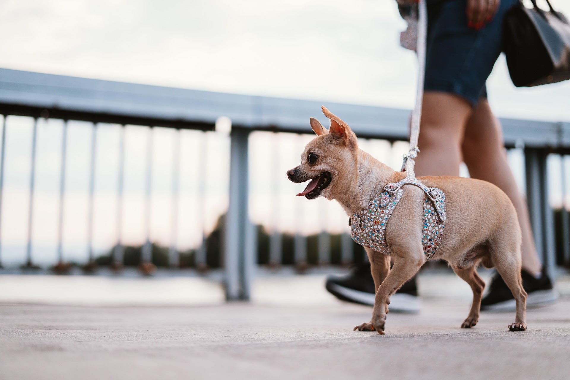 Dog Harness Tino Cappuccino Flower