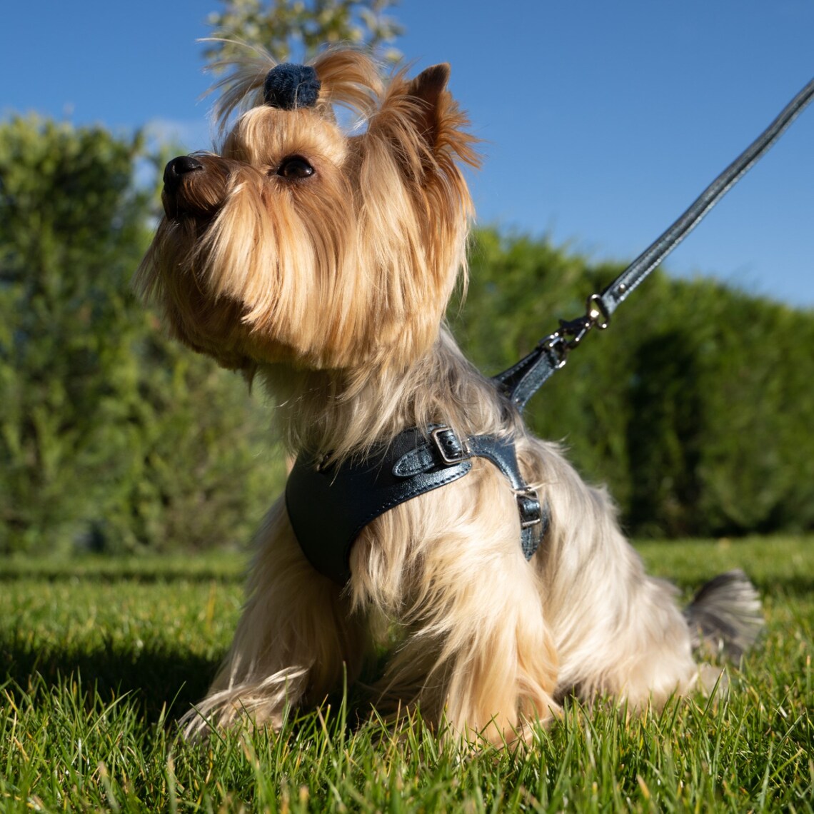 Dog Harness Tino Blue