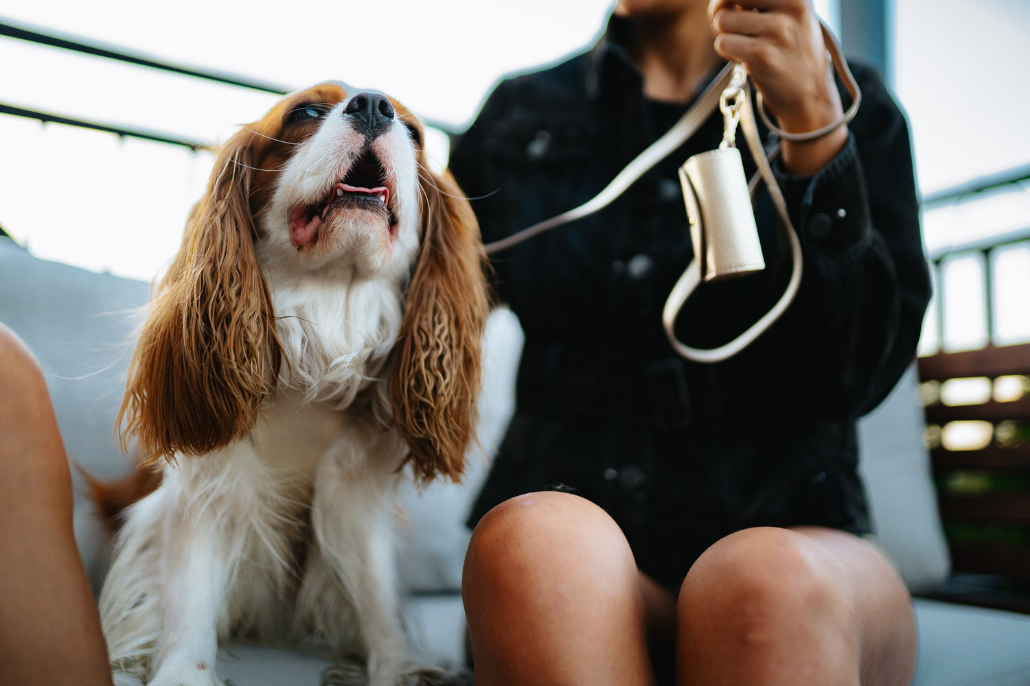 Leather Dog Leash Tino Light Gold