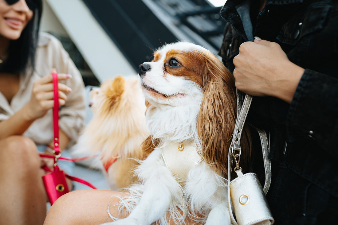 Dog Harness Tino Red 🖐 handmade from Bechiva