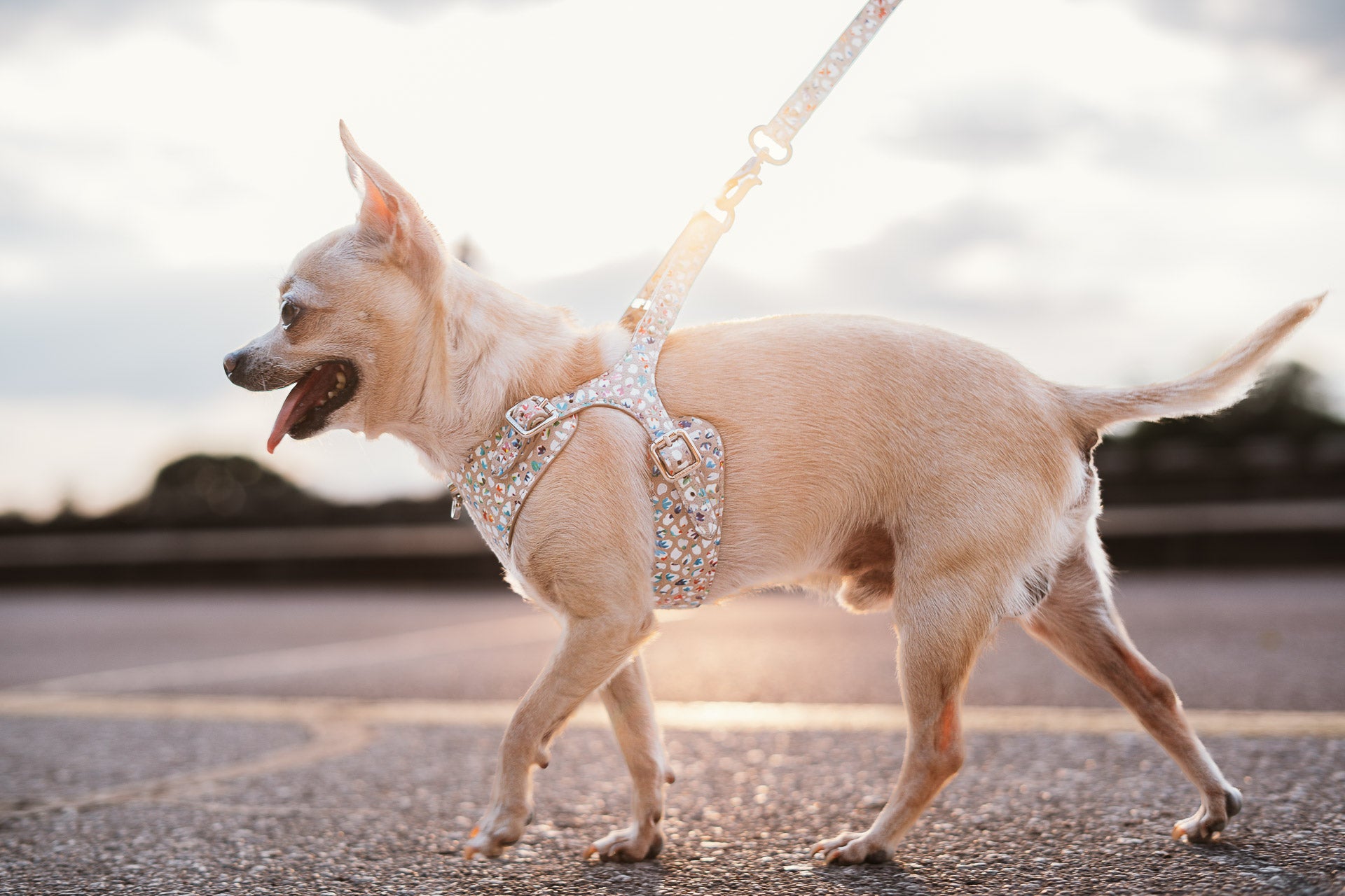Leather Dog Leash Tino Cappuccino Flower