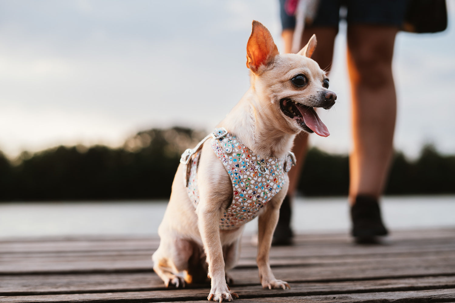 Dog Dispenser Bag Cappuccino Flower