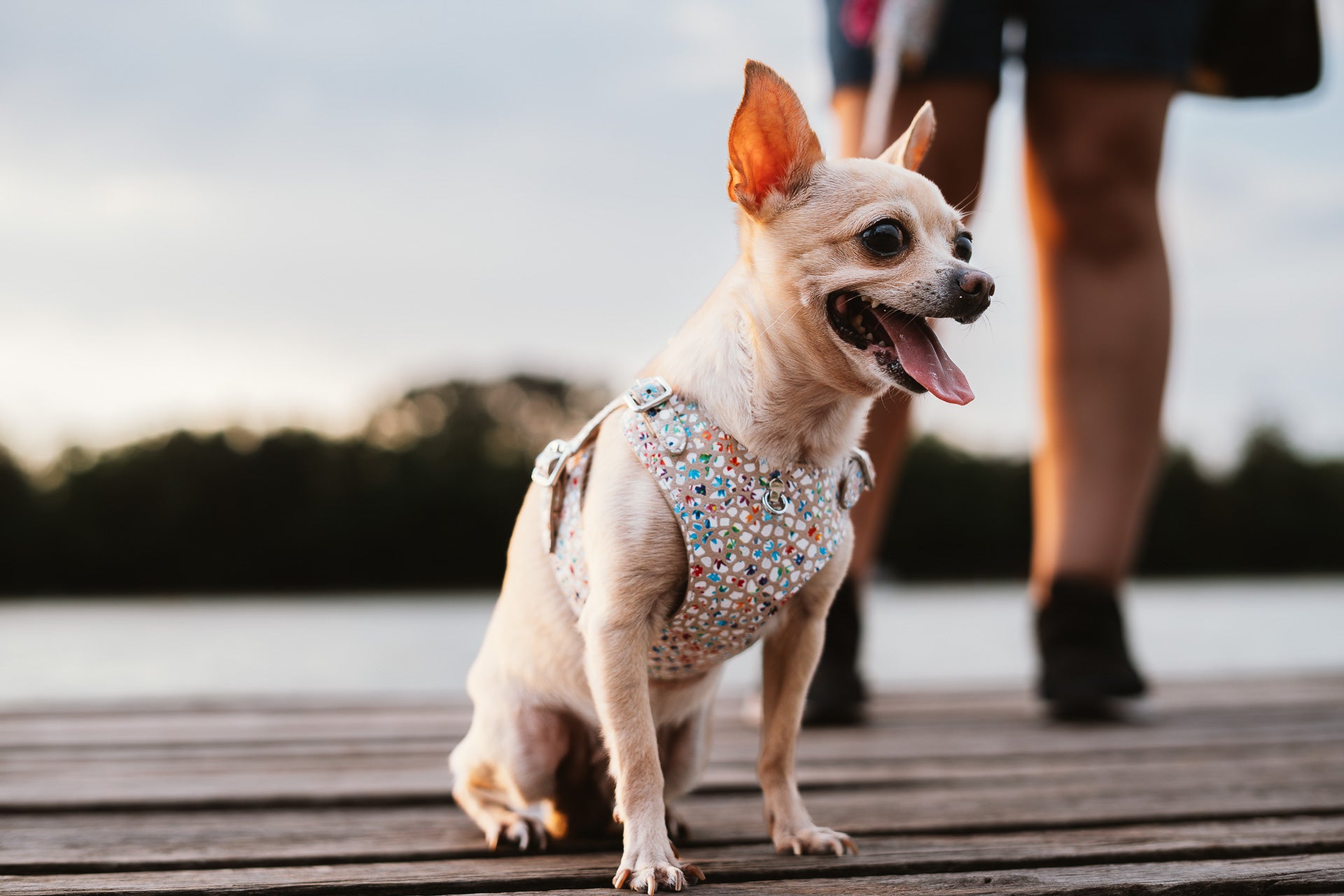 Dog Dispenser Bag Cappuccino Flower