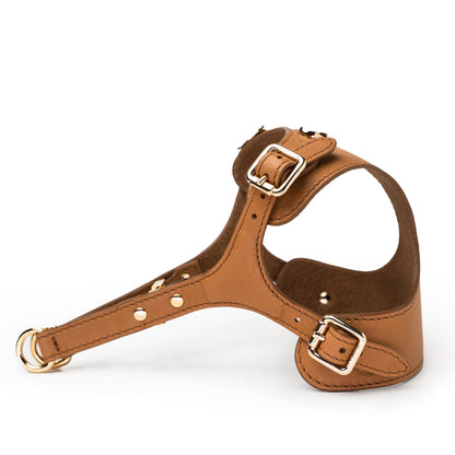 &lt;transcy&gt;TINO Pettorina GOLD&lt;/transcy&gt;